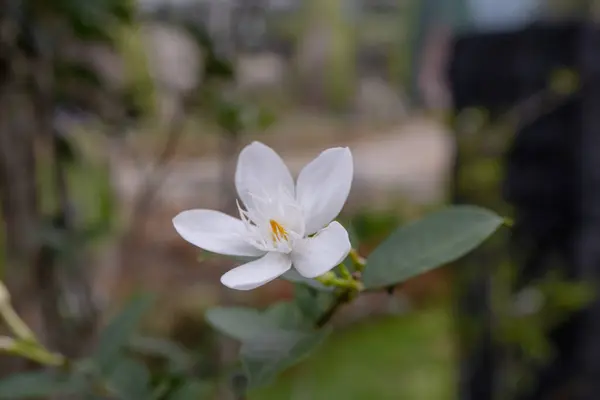 Stock image A single white flower blooms on a green branch, showcasing the delicate beauty of nature.