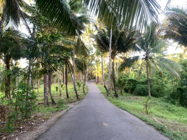 Yemyeşil tropikal bir ormanın içinde, patika boyunca uzanan palmiye ağaçları olan dolambaçlı bir yol. Yeşillik canlı ve misafirperver bir atmosfer yaratır..