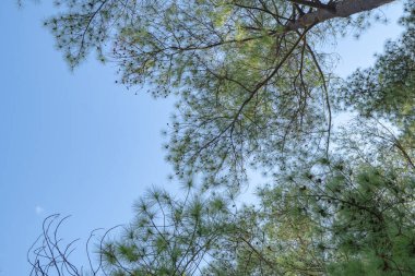 Parlak mavi gökyüzüne karşı yemyeşil yapraklı çam ağaçlarının alçak açılı görüntüsü.