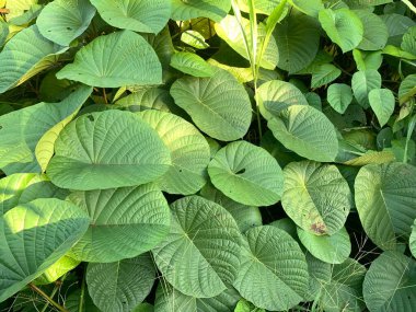 A close-up view of a cluster of large, green leaves bathed in sunlight, showcasing their intricate textures and patterns. clipart