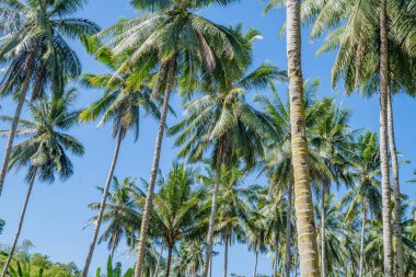 Tropikal bir cennette gökyüzüne uzanan palmiye ağaçlarının resimsel bir görüntüsü..