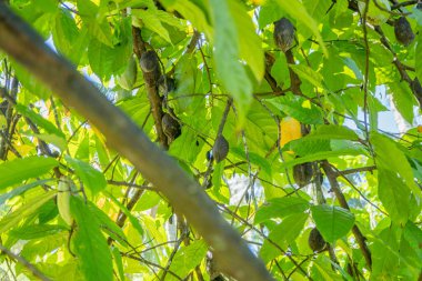 Üzerinde olgun kabukların yetiştiği bir kakao ağacının yakın çekim görüntüsü..