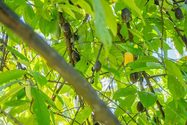 Üzerinde olgun kabukların yetiştiği bir kakao ağacının yakın çekim görüntüsü..