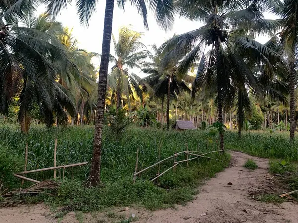 Önünde mısır tarlası olan yemyeşil bir hindistan cevizi koruluğunun manzarası. Palmiye ağaçları uzun ve gururlu, yaprakları güneşe doğru uzanır. Mısır sapları uzuyor ve güçleniyor, ve güneş gökyüzünde parlıyor. Bu bir sakinleştirici.