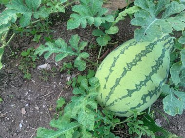Yemek dokusu konsepti. Görüntü bir arkaplan, doku örtüsü veya tasarım ögesi olarak kullanmak için idealdir.