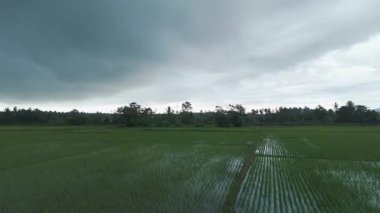Serene Rice Fields Under a Dramatik Sky: Doğa 'nın Yeşil Manzara ve Gri Bulutlarla Güzelliğini ve Huzurunu Yakalamak