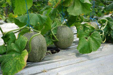 Bir sürü Fujisawa kavunu ve soluk yeşil. organik kavun ya da Japon kavunu serada hasat yapmaya hazır.