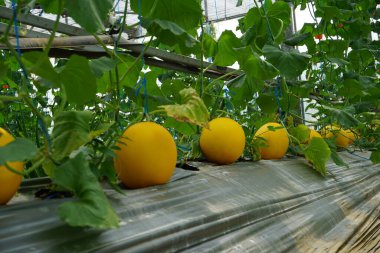 A lot of Canary Melon, bright-yellow elongated melon with a pale green. organic yellow cantaloupe melon or golden melon ready to harvesting in the greenhouse, alisha