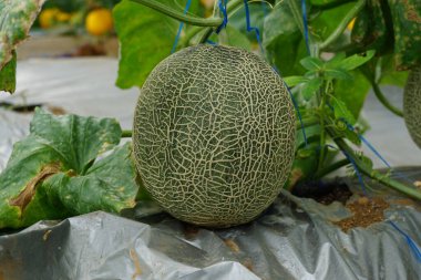 Soluk yeşil Fujisawa kavunu. organik kavun ya da Japon kavunu serada hasat yapmaya hazır.