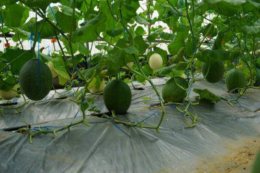 Tatlı Hami Melon, soluk yeşil. organik kavun ya da Japon kavunu serada hasat yapmaya hazır değil, modern tarım ve akıllı çiftlik.