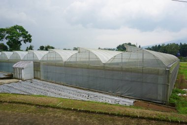 Arka bahçede büyük bir sera, güneşli bir gün, arka planda bulutlu bir gökyüzü.