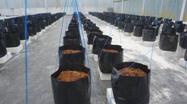 Poli çantasındaki Hindistan cevizi toprağı ya da serada filizlenmeye ya da çiftçiliğe hazır siyah plastik