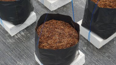 Poli çantasındaki Hindistan cevizi toprağı ya da serada filizlenmeye ya da çiftçiliğe hazır siyah plastik