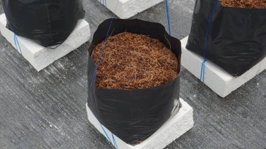 Poli çantasındaki Hindistan cevizi toprağı ya da serada filizlenmeye ya da çiftçiliğe hazır siyah plastik