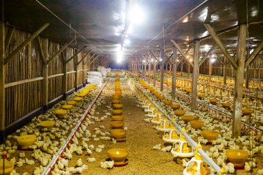 Akıllı Geleneksel Kapalı Kümes Hayvanları Çiftliğinde Otomatik Besleme ile Tonlarca Küçük Izgara Tavuğu