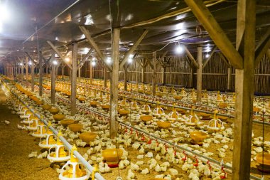 Akıllı Geleneksel Kapalı Kümes Hayvanları Çiftliğinde Otomatik Besleme ile Tonlarca Küçük Izgara Tavuğu