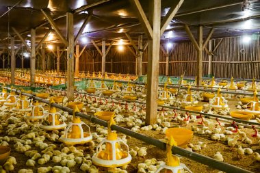 Akıllı Geleneksel Kapalı Kümes Hayvanları Çiftliğinde Otomatik Besleme ile Tonlarca Küçük Izgara Tavuğu