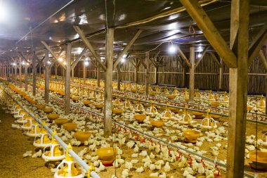 Akıllı Geleneksel Kapalı Kümes Hayvanları Çiftliğinde Otomatik Besleme ile Tonlarca Küçük Izgara Tavuğu