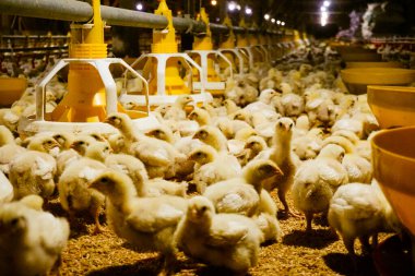 Akıllı Geleneksel Kapalı Kümes Hayvanları Çiftliğinde Otomatik Besleme ile Tonlarca Küçük Izgara Tavuğu