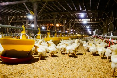 Akıllı Geleneksel Kapalı Kümes Hayvanları Çiftliğinde Otomatik Besleme ile Tonlarca Küçük Izgara Tavuğu