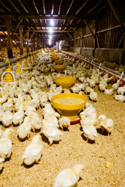 Akıllı Geleneksel Kapalı Kümes Hayvanları Çiftliğinde Otomatik Besleme ile Tonlarca Küçük Izgara Tavuğu