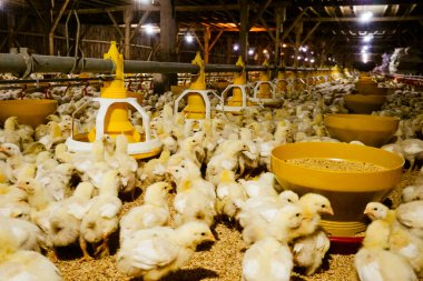 Akıllı Geleneksel Kapalı Kümes Hayvanları Çiftliğinde Otomatik Besleme ile Tonlarca Küçük Izgara Tavuğu