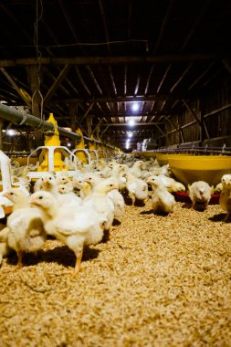 Akıllı Geleneksel Kapalı Kümes Hayvanları Çiftliğinde Otomatik Besleme ile Tonlarca Küçük Izgara Tavuğu