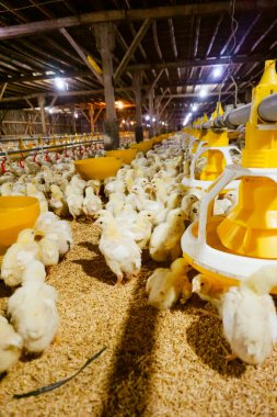 Akıllı Geleneksel Kapalı Kümes Hayvanları Çiftliğinde Otomatik Besleme ile Tonlarca Küçük Izgara Tavuğu