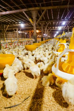 Akıllı Geleneksel Kapalı Kümes Hayvanları Çiftliğinde Otomatik Besleme ile Tonlarca Küçük Izgara Tavuğu