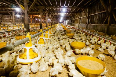 Akıllı Geleneksel Kapalı Kümes Hayvanları Çiftliğinde Otomatik Besleme ile Tonlarca Küçük Izgara Tavuğu