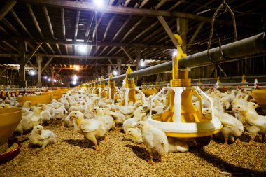 Akıllı Geleneksel Kapalı Kümes Hayvanları Çiftliğinde Otomatik Besleme ile Tonlarca Küçük Izgara Tavuğu