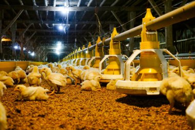 Akıllı Geleneksel Kapalı Kümes Hayvanları Çiftliğinde Otomatik Besleme ile Tonlarca Küçük Izgara Tavuğu