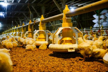 Akıllı Geleneksel Kapalı Kümes Hayvanları Çiftliğinde Otomatik Besleme ile Tonlarca Küçük Izgara Tavuğu