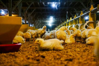 Akıllı Geleneksel Kapalı Kümes Hayvanları Çiftliğinde Otomatik Besleme ile Tonlarca Küçük Izgara Tavuğu