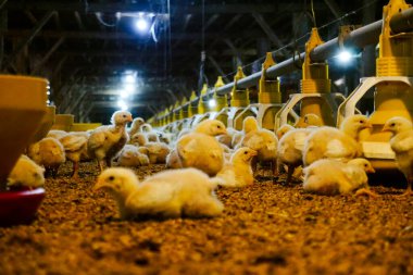 Akıllı Geleneksel Kapalı Kümes Hayvanları Çiftliğinde Otomatik Besleme ile Tonlarca Küçük Izgara Tavuğu