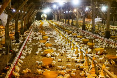 Akıllı Geleneksel Kapalı Kümes Hayvanları Çiftliğinde Otomatik Besleme ile Tonlarca Küçük Izgara Tavuğu