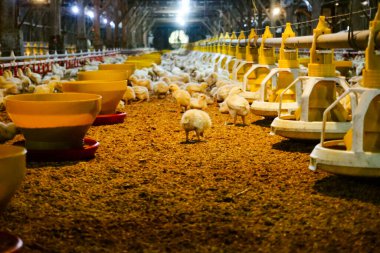 Akıllı Geleneksel Kapalı Kümes Hayvanları Çiftliğinde Otomatik Besleme ile Tonlarca Küçük Izgara Tavuğu