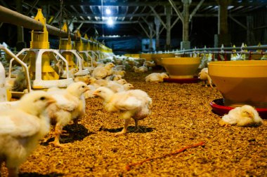 Akıllı Geleneksel Kapalı Kümes Hayvanları Çiftliğinde Otomatik Besleme ile Tonlarca Küçük Izgara Tavuğu