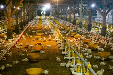 Akıllı Geleneksel Kapalı Kümes Hayvanları Çiftliğinde Otomatik Besleme ile Tonlarca Küçük Izgara Tavuğu