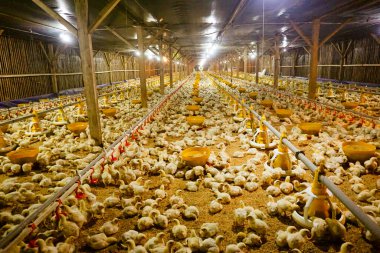 Akıllı Geleneksel Kapalı Kümes Hayvanları Çiftliğinde Otomatik Besleme ile Tonlarca Küçük Izgara Tavuğu