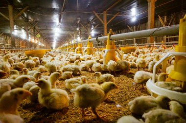 Akıllı Geleneksel Kapalı Kümes Hayvanları Çiftliğinde Otomatik Besleme ile Tonlarca Küçük Izgara Tavuğu