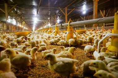 Akıllı Geleneksel Kapalı Kümes Hayvanları Çiftliğinde Otomatik Besleme ile Tonlarca Küçük Izgara Tavuğu