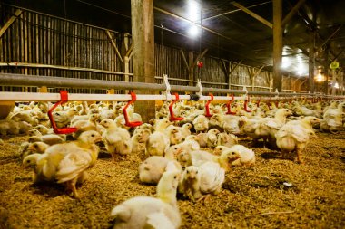 Akıllı Geleneksel Kapalı Kümes Hayvanları Çiftliğinde Otomatik Besleme ile Tonlarca Küçük Izgara Tavuğu