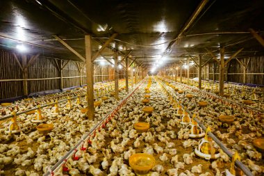 Akıllı Geleneksel Kapalı Kümes Hayvanları Çiftliğinde Otomatik Besleme ile Tonlarca Küçük Izgara Tavuğu