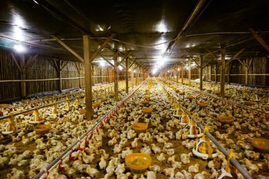 Akıllı Geleneksel Kapalı Kümes Hayvanları Çiftliğinde Otomatik Besleme ile Tonlarca Küçük Izgara Tavuğu