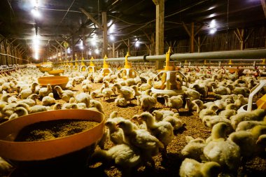 Akıllı Geleneksel Kapalı Kümes Hayvanları Çiftliğinde Otomatik Besleme ile Tonlarca Küçük Izgara Tavuğu