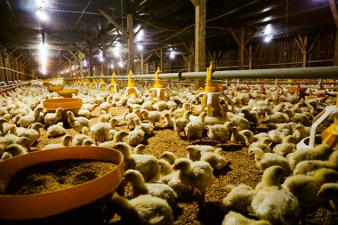 Akıllı Geleneksel Kapalı Kümes Hayvanları Çiftliğinde Otomatik Besleme ile Tonlarca Küçük Izgara Tavuğu