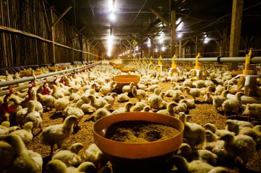 Akıllı Geleneksel Kapalı Kümes Hayvanları Çiftliğinde Otomatik Besleme ile Tonlarca Küçük Izgara Tavuğu