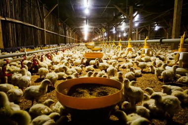 Akıllı Geleneksel Kapalı Kümes Hayvanları Çiftliğinde Otomatik Besleme ile Tonlarca Küçük Izgara Tavuğu