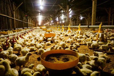 Akıllı Geleneksel Kapalı Kümes Hayvanları Çiftliğinde Otomatik Besleme ile Tonlarca Küçük Izgara Tavuğu